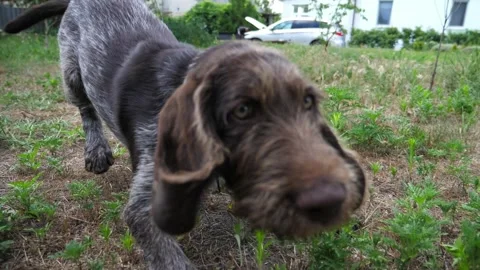 Curious german wirehaired pointer dog run after moving camera on grass in garden Stock Footage 309915574