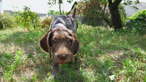 Curious german wirehaired pointer dog walks after moving camera on grass Stock Footage 312596448
