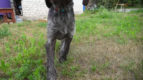 Curious german wirehaired pointer dog run after moving camera on grass in garden Видео 347871203
