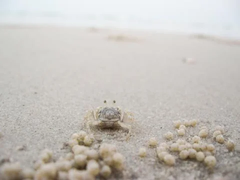 A curious ghost crab standing on the beach by the sea. Hua Hin, Thailand. Stock Photos