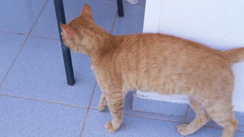 A Curious Ginger Cat is Adventurously Exploring a Calm and Serene Outdoor Stock Footage 312520320