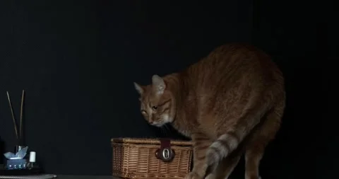 Curious ginger cat explores its surroundings with alert eyes and twitching tail Stock Footage 339066278