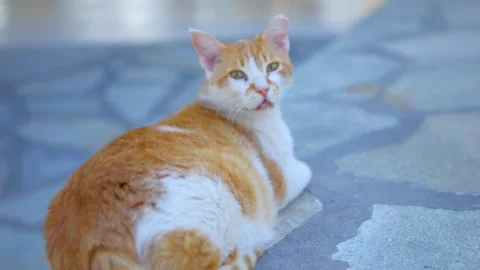 A curious ginger cat exploring its surroundings outdoors in 4K slow motion .. 스톡 동영상 291169772