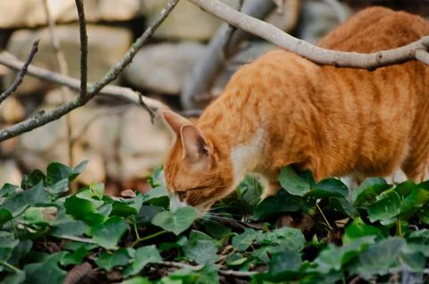 Curious Ginger Cat Exploring Lush Greenery Nature Photography Stock Photos