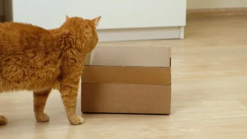 Curious Ginger Cat gets into a Cardboard Box and looks at Camera.  Stock Footage 252818425