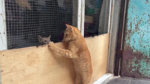 A curious ginger cat intently peeking through a wire mesh fence Video stock 312586548