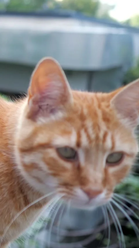 Curious ginger cat looking around outdoors Stock-Footage 341446856
