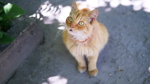 Curious Ginger Cat Looking Up Stock Footage 293205064