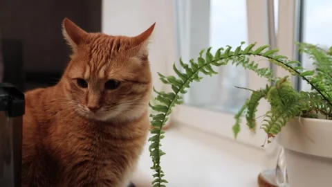 Curious ginger cat looks up and around near a potted fern by the window Stock Footage 338433535