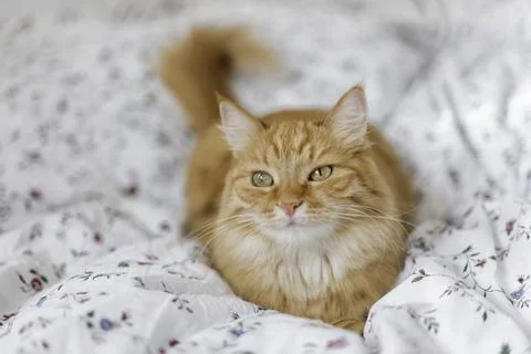 Curious ginger cat is lying in bed. Fluffy pet is relaxing on white linen. Fu Stock Photos