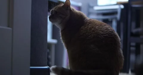 Curious ginger cat peeking around a dark speaker in a dimly lit room Stock Footage 339067808