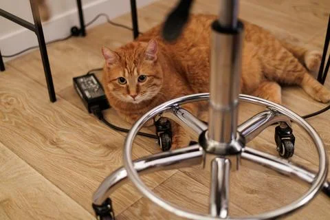 Curious ginger cat peeking from under a rolling office chair with wires on .. Stock Photos
