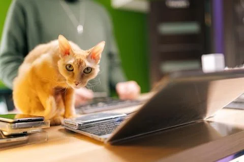 Curious ginger cat perching amid electronic repair tools, unrecognizable Stock Photos