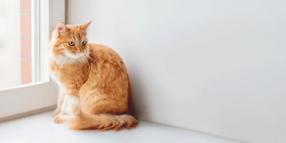 Curious ginger cat is siting on window sill and waiting for something. Fluffy Stock Photos