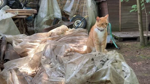 Curious Ginger Cat Sitting Among Materials During Backyard Renovation Video stock 342630164