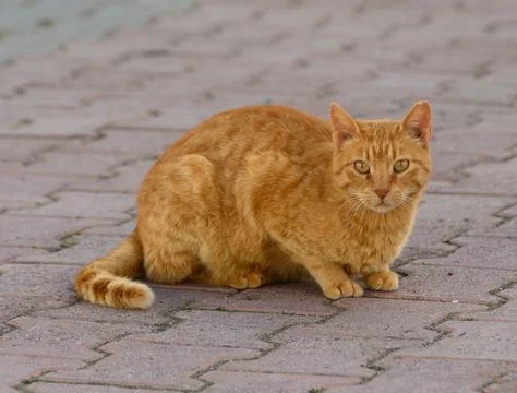 Curious ginger cat sitting on the cobblestone pathway during a warm afterno.. Stock Photos
