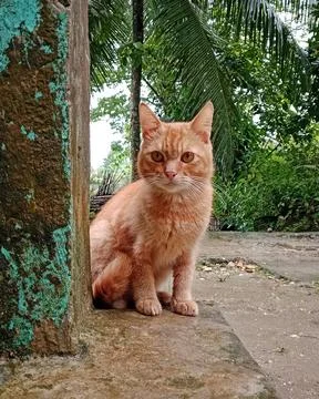 Curious Ginger Cat Sitting on Concrete Porch Looking at Camera Stock Photos
