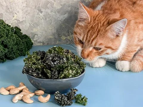 Curious ginger cat sniffs fresh kale chips with cashew nuts on blue table Stock Photos