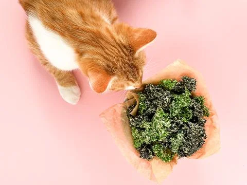 Curious ginger cat sniffs fresh baked dehydrated kale chips on pink backgroun Stock Photos