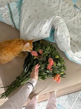A curious ginger cat sniffs a lush spring bouquet on a cozy bed Stock Photos