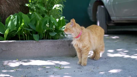 Curious Ginger Cat by a Tree Stock Footage 293159959