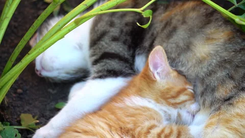Curious ginger kitten  drink his mother's milk. In garden Video stock 298269974