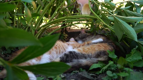Curious ginger kitten  drink his mother's milk. In garden Video stock 298269975