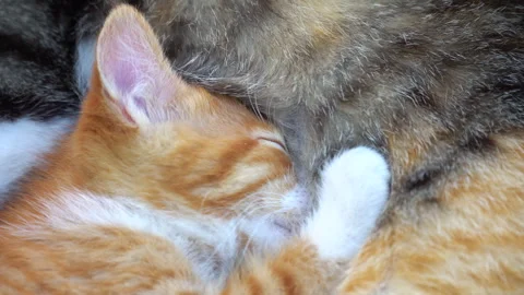Curious ginger kitten  drink his mother's milk. In garden Video stock 298270777