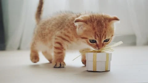 Curious ginger kitten plays with a small gift box tied with a golden ribbon. Stock Footage 334843454