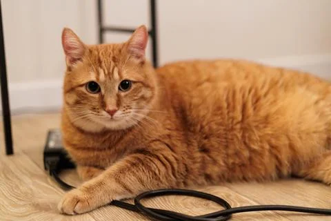 Curious ginger tabby cat with bright eyes lying on a wooden floor near a bl.. Foto stock