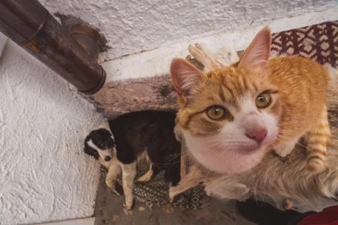 Curious ginger tabby cat looking at camera Stock Photos