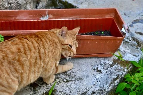 Curious Ginger Tabby Cat Sniffing a Flower Box Outdoors Stock Photos