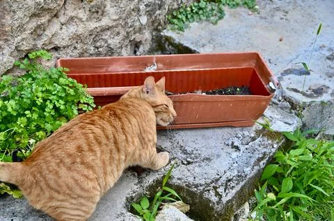 Curious Ginger Tabby Cat Sniffing a Flower Box Outdoors Stock Photos