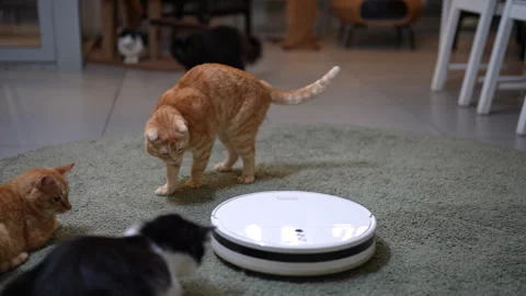 Curious ginger tabby cat standing on modern robot vacuum cleaner, sniffing Stock Footage 342738639