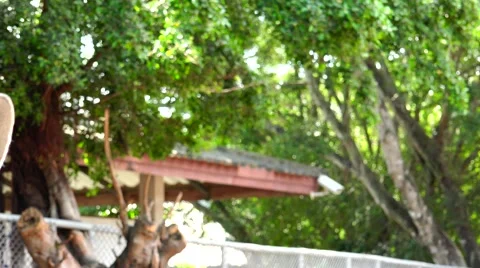 Curious giraffe. Stock Footage 48558595