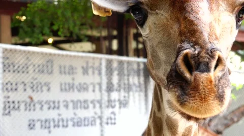 Curious giraffe. Stock Footage 48558862