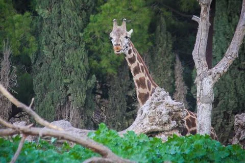 A Curious Giraffe in the Green Stock Photos