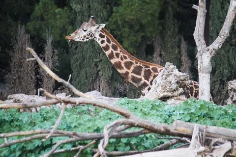 A Curious Giraffe in the Green Stock Photos