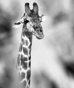 Curious giraffe hiding behind trees and looking. Stock Photos