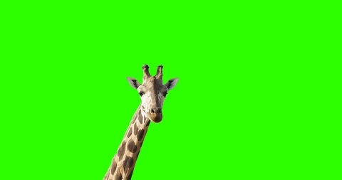 A curious giraffe looking at the camera on green screen. Stock Footage 90962750
