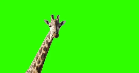 A curious giraffe looking at the camera on green screen. Stock Footage 90971248