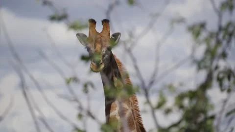 Curious giraffe observing from behind green tree foliage in African national par Stock Footage 331939253