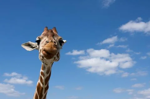 Curious giraffe Stock Photos