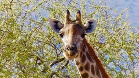 Curious giraffe Stock Photos
