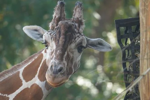 Curious Giraffe Stock Photos