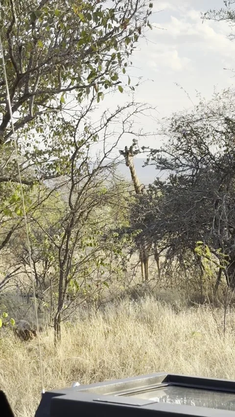 Curious giraffe stares at camera Stock Footage 247018875