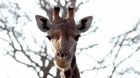 Curious Giraffe wiggling ears 4k Stockbeeldmateriaal 124879748