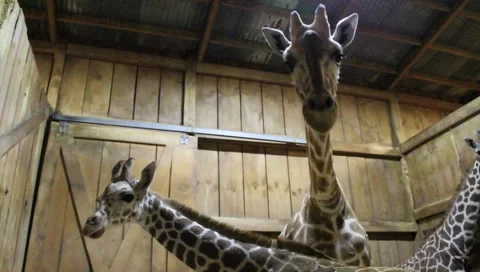 Curious Giraffes  Stock Footage 2392783