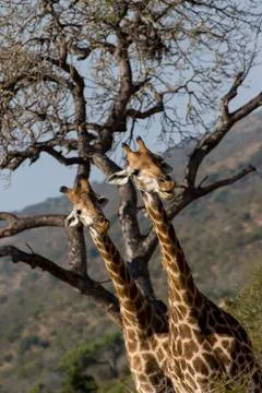 Curious giraffes Stock Photos