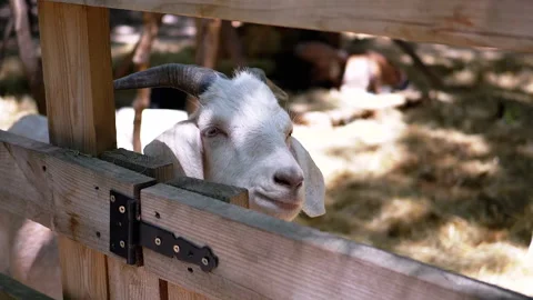 Curious Goat on the Farm Stock Footage 293218497